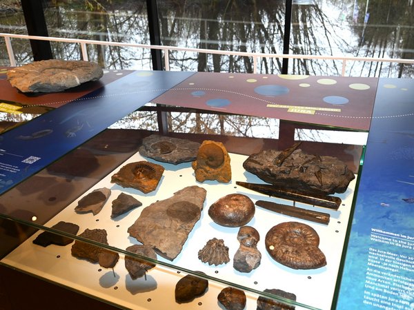 Fossilien am Wasser