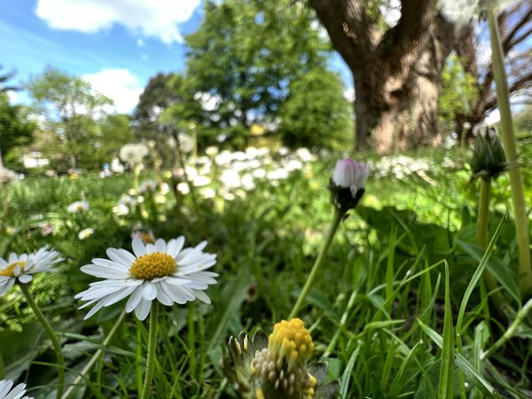 Blumenwiese am Willy-Brandt-Platz, Foto: Stadt Osnabrück, Janin Arntzen